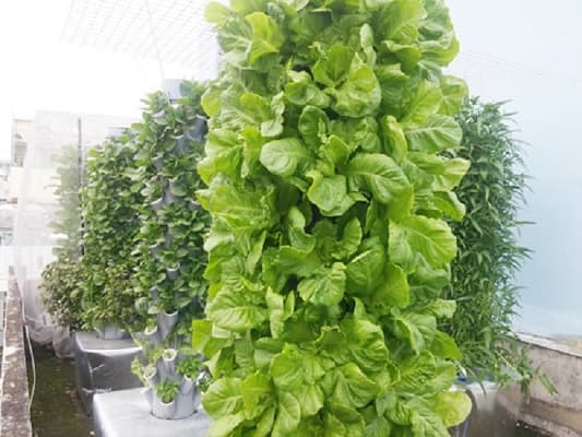 vườn treo thủy canh giúp tiết kiệm diện tích