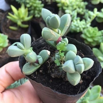 Ý nghĩa của sen đá lá tim