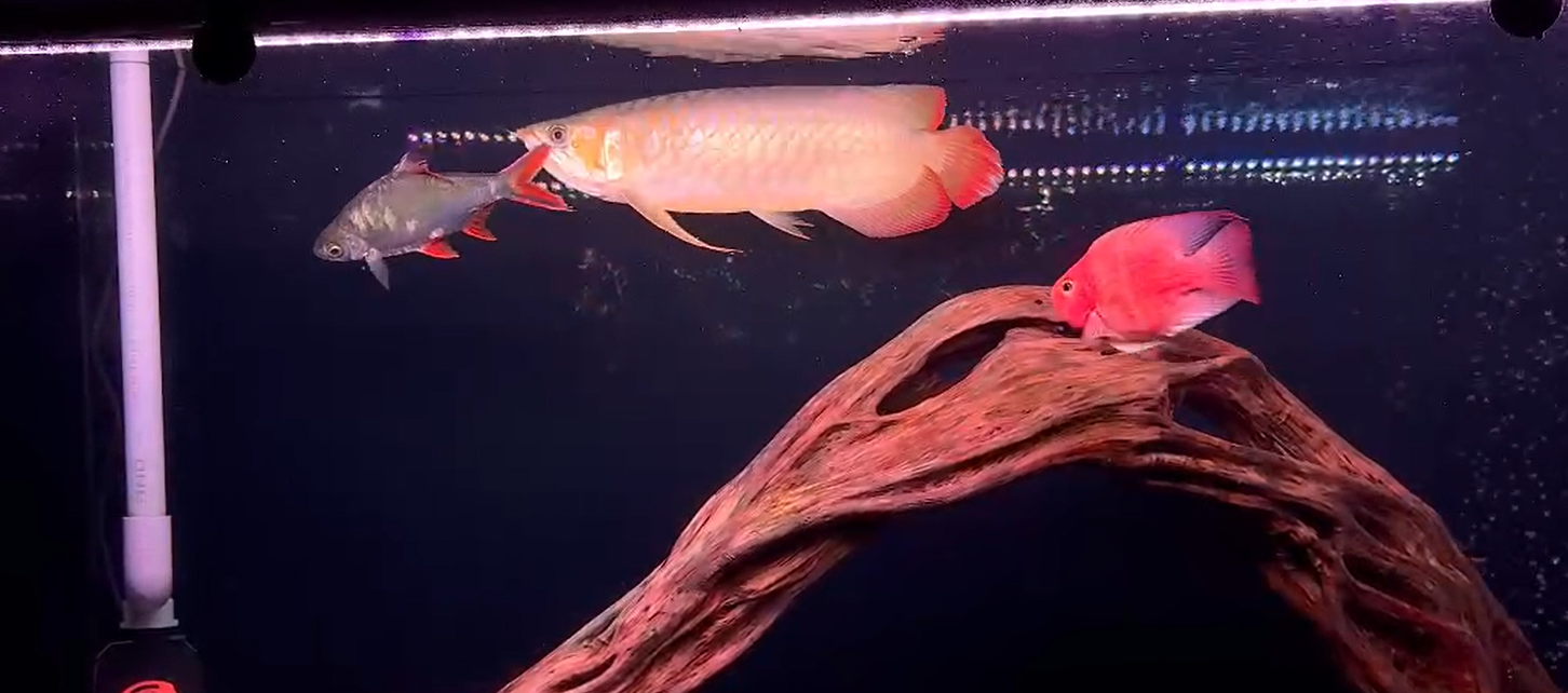 zako 2