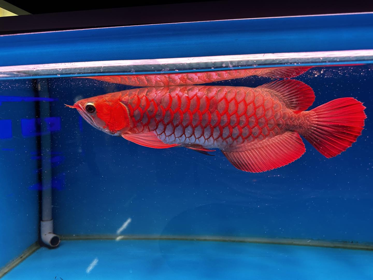 zako 2