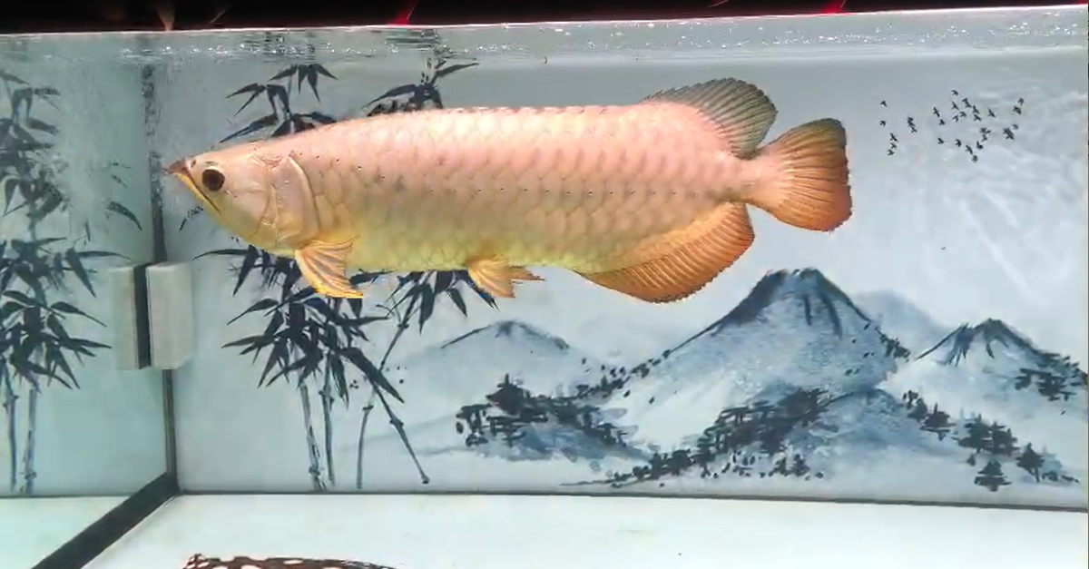 zako3